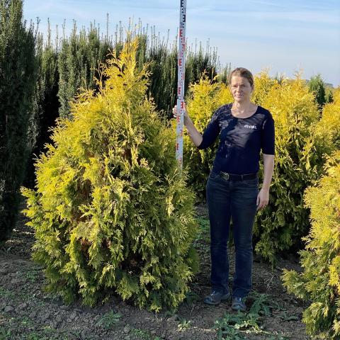 Thuja occidentalis 'Malonyana Aurea'